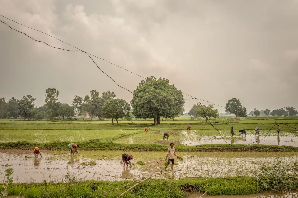 Farmers bend over to plant rice seedlings in flooded fields under a cloudy sky, with a large tree and a power line in the distance.