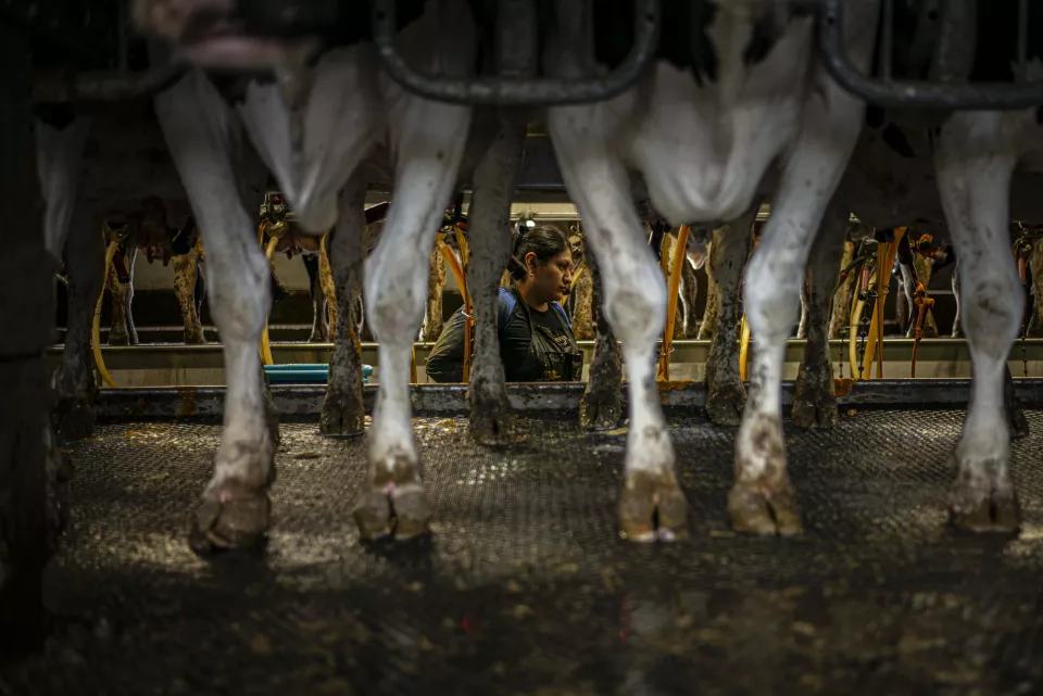 Close, low-angle view of a woman working between cows' legs in a milking parlor.