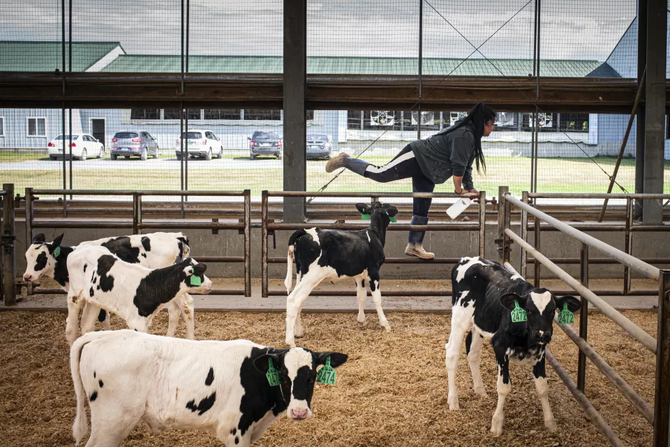 A woman climbs over a metal gate in a calf pen, several black-and-white Holstein calves with green ear tags standing nearby, parked cars and a farm building visible beyond the fence.