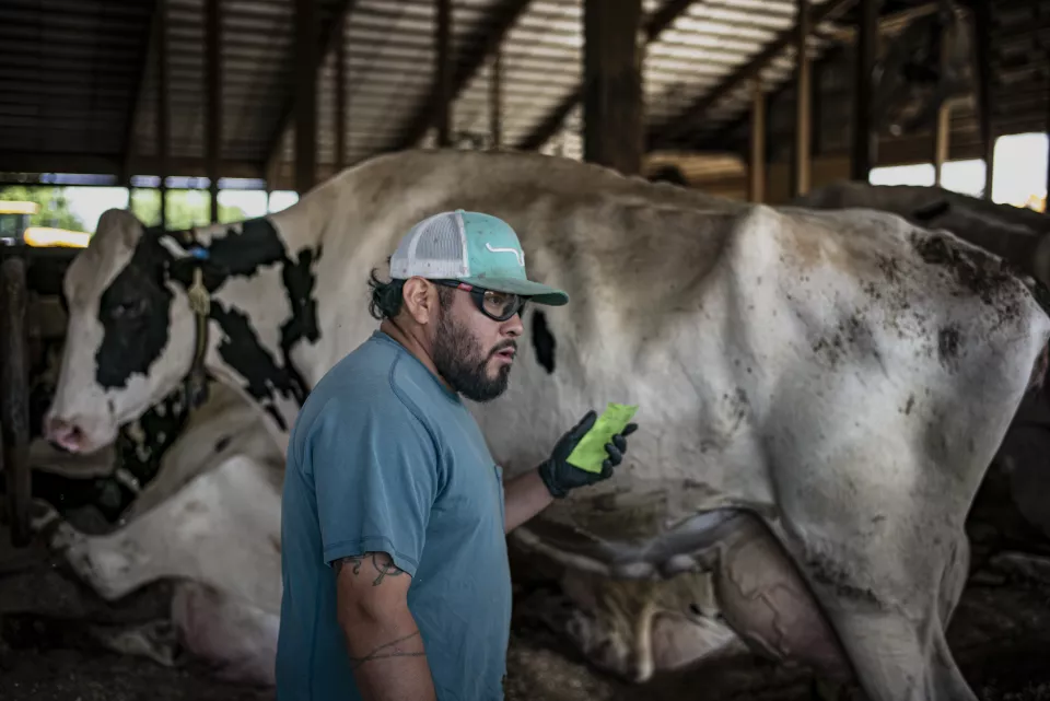 A man wearing safety glasses and a cap stands beside a cow, holding a green ear-tag applicator, barn interior behind him.