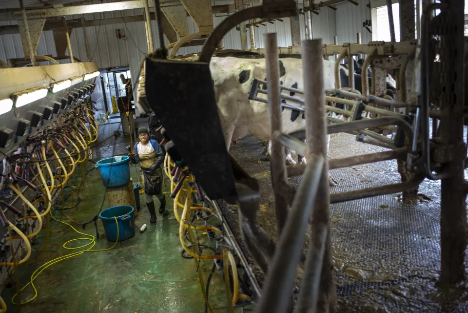 A woman walks through a milking parlor carrying a small item, seen past a cow framed in metal gate structure, blue buckets on the floor nearby.