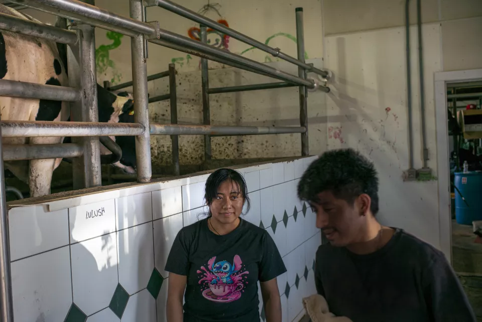 A woman wearing a Stitch t-shirt and a man stand together in a tiled milking parlor hallway, a black-and-white cow visible behind a metal rail, "LULUSH" written on the tile wall.