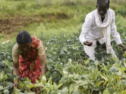 Dalit farmers Bahu Saheb and Anita can work only half the year, leaving them trapped in recurring debt.