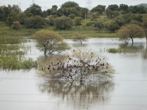 Submerged tree
