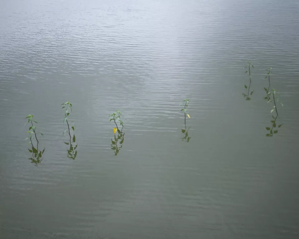 Young green plants emerging from still floodwater