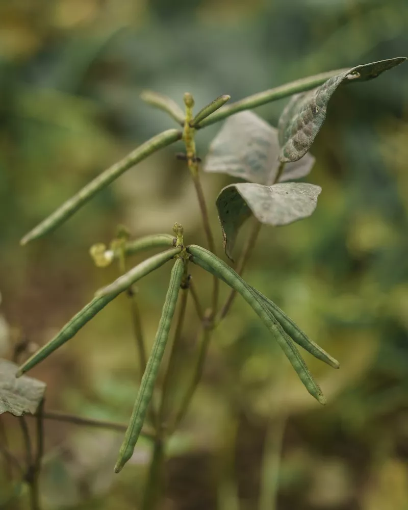 Close-up of plant branch