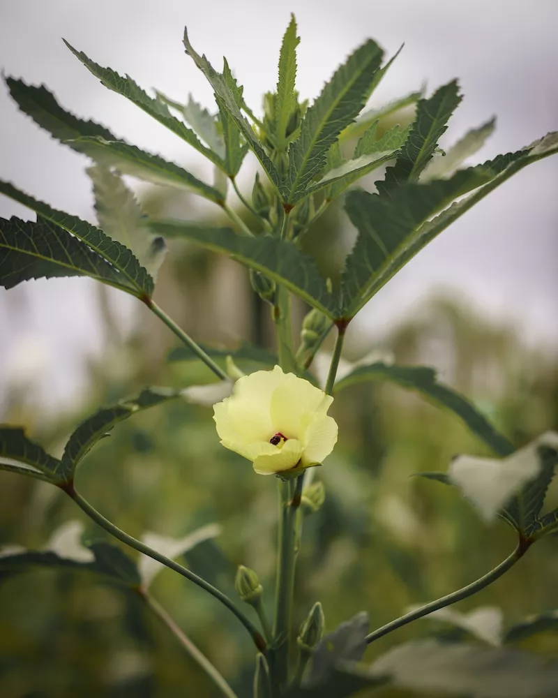Pale yellow flower of cultivated plant